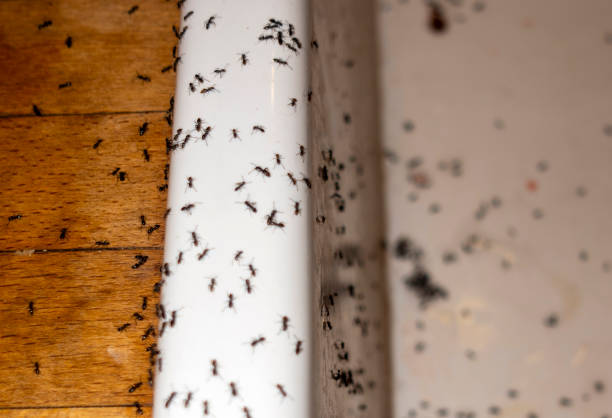 Best Pest Removal Services  in Canton, TX
